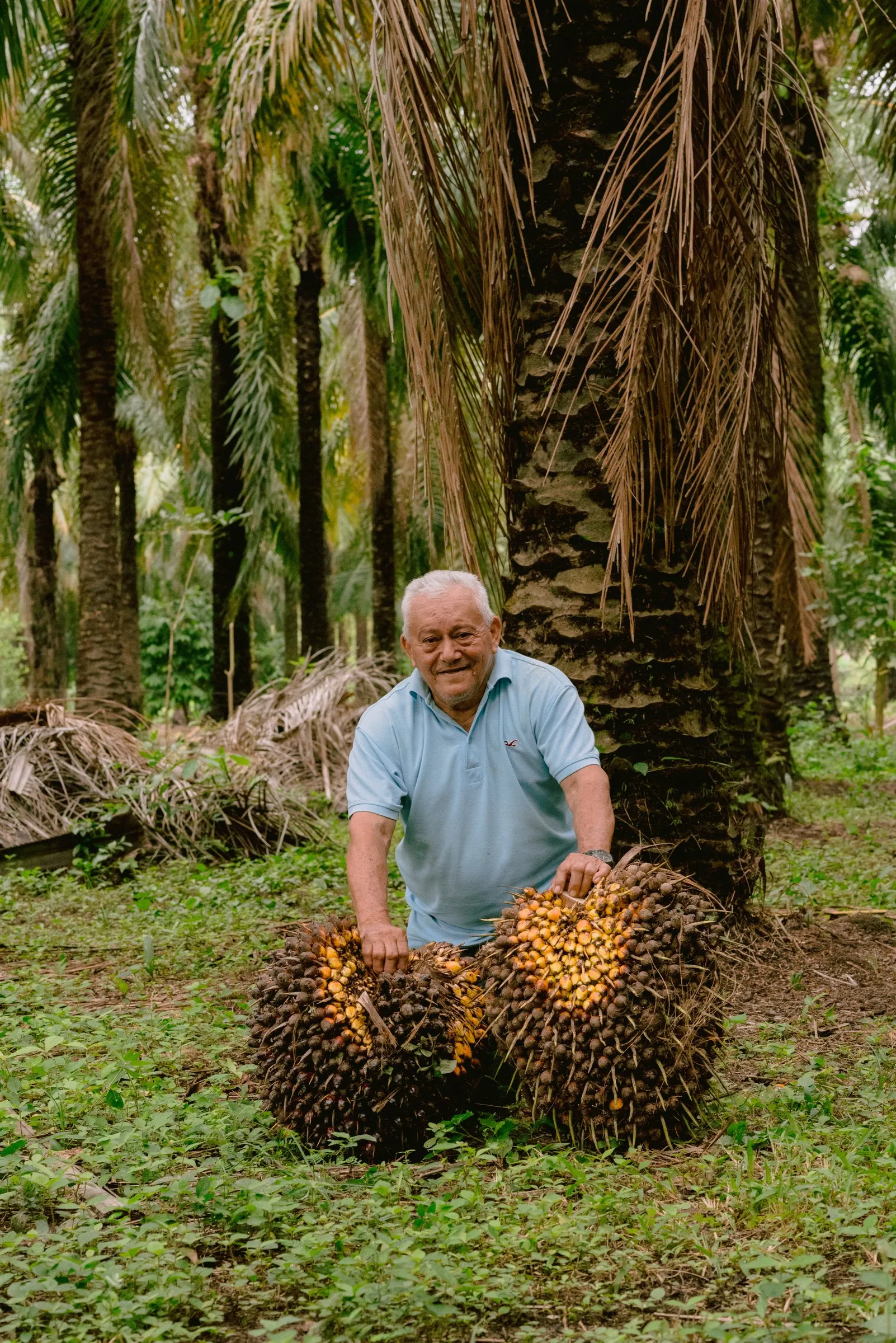 Productor de palma junto a dos racimos recién cosechados en el cultivo.