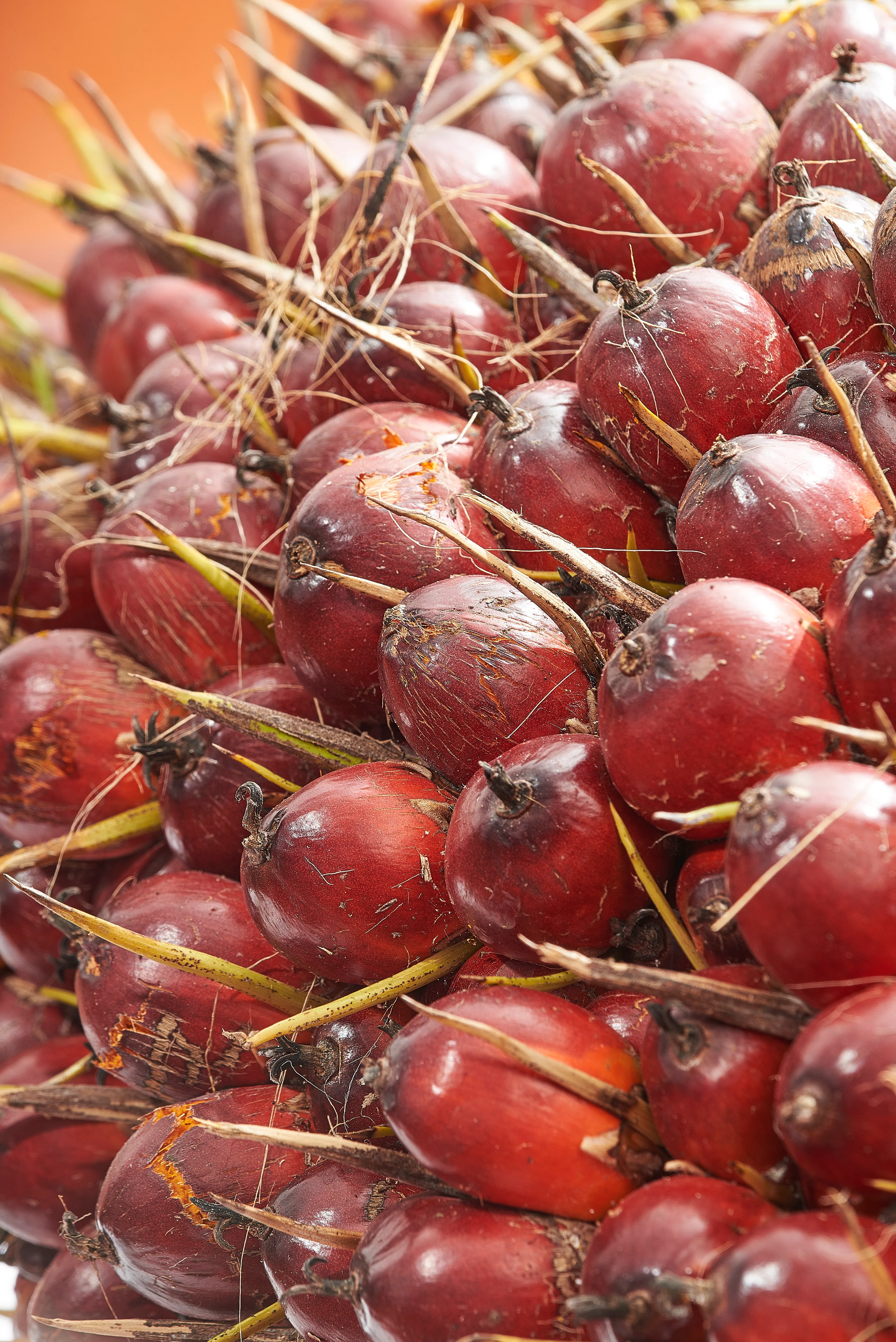 Detalle de frutos maduros de palma en tonos rojos y ámbar.
