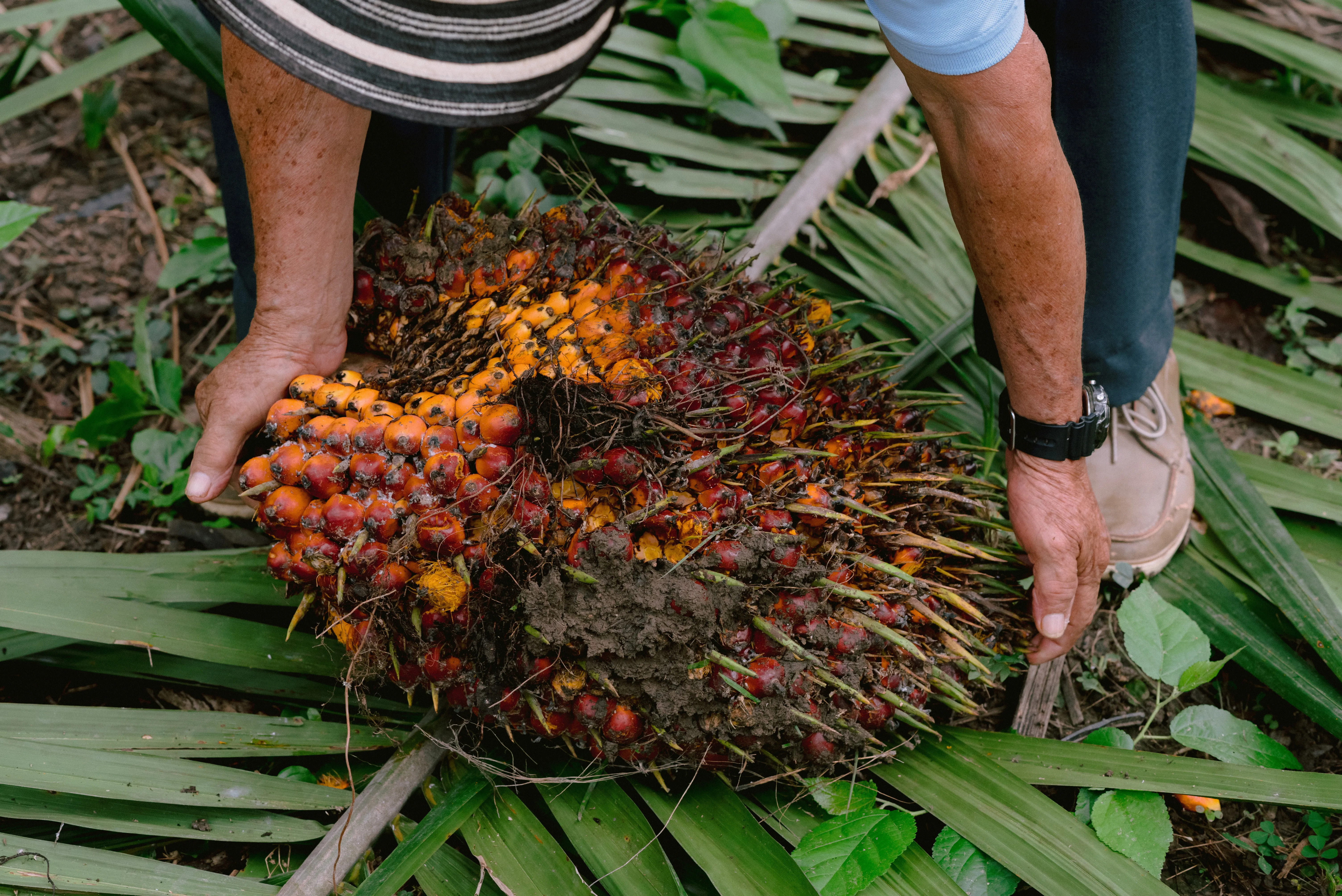 Manos trabajando sobre un racimo de frutos de palma recién cosechado.